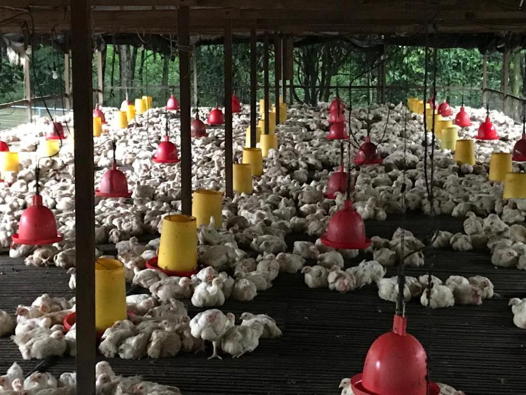 Ladang Ternakan Ayam Daging Yang Hendak Di Jual Property Others On Carousell