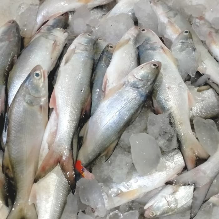 Terlaris Ikan Senangin Ikan Kuro Ikan Kurau Ikan Laut Ikan Segar Makanan Minuman Makanan Instan Di Carousell