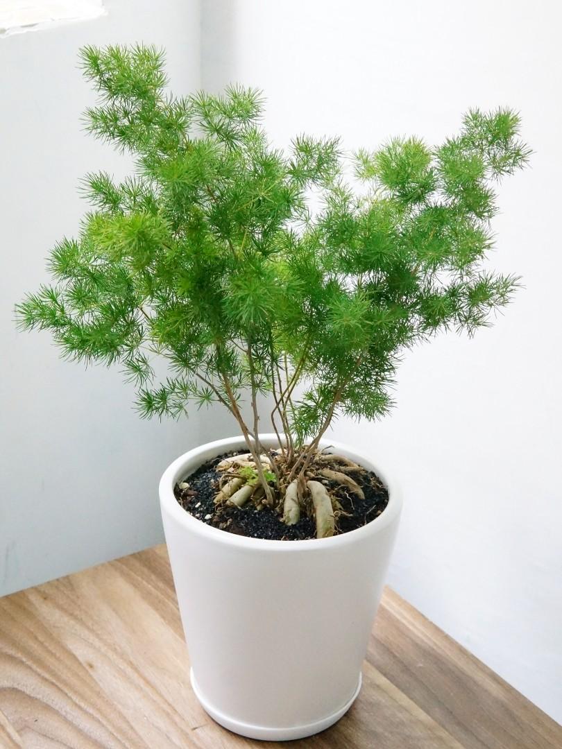 Hold 50cm H 松葉武竹 Asparagus Myriocladus 大盆盆景50cm H Houseplants Bonsai 植物 盆栽喜慶吉祥鎮宅風水天門冬可曬耐乾 實拍 現貨 連盆 如圖 傢俬 家居 Gardening Plants