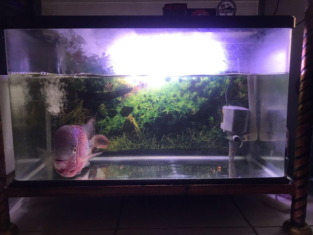 Aquarium Bahari Perlengkapan Hewan Aksesoris Hewan Di Carousell Aquarium arwana filter bawah