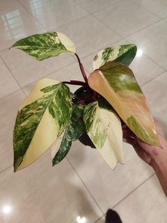 (Category: ) located in . Submitted by dennisleecactus (Listing ID 1081725764, Image 1). Description: .