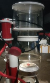 (Category: ) located in . Submitted by iwarnaaquarium (Listing ID 1081743267, Image 1). Description: .
