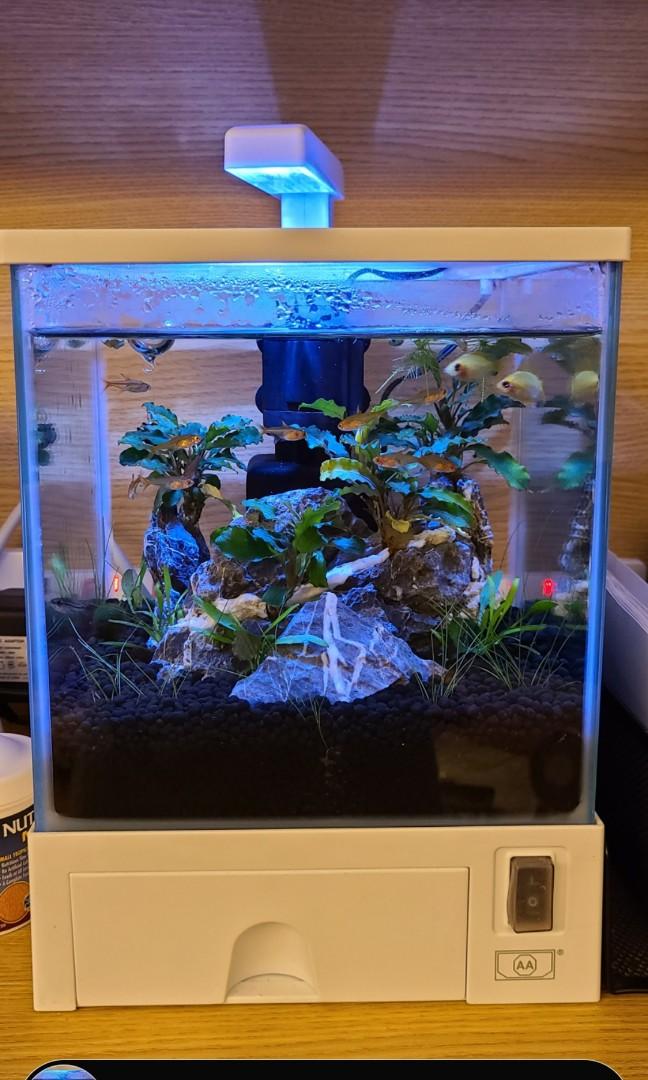 造景魚缸水草魚aa魚缸 傢俬 家居 Gardening Plants Carousell