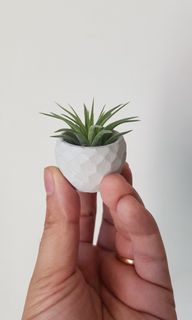 (Category: ) located in . Submitted by plantstudiosg (Listing ID 1081852611, Image 1). Description: .