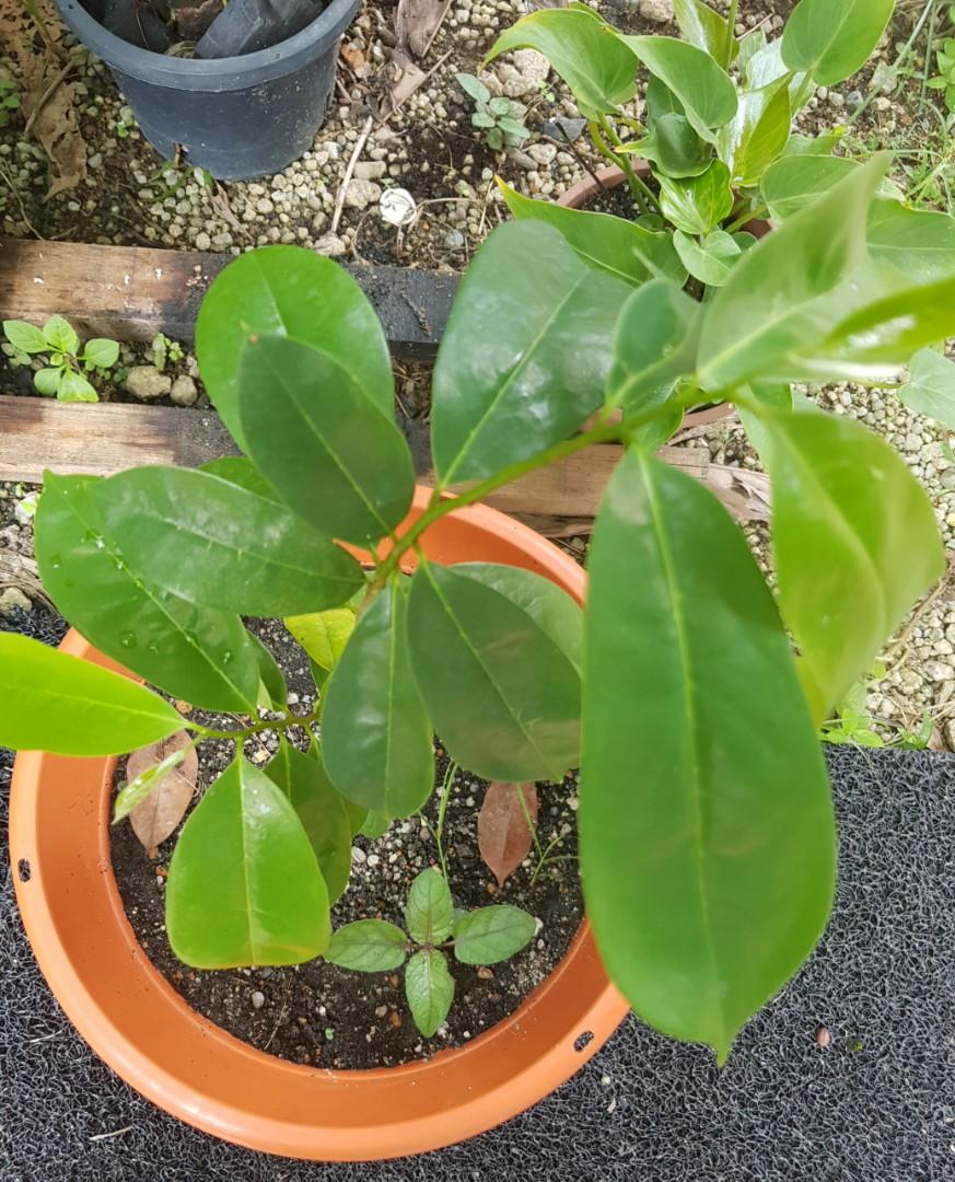 Daun Pokok Durian Belanda