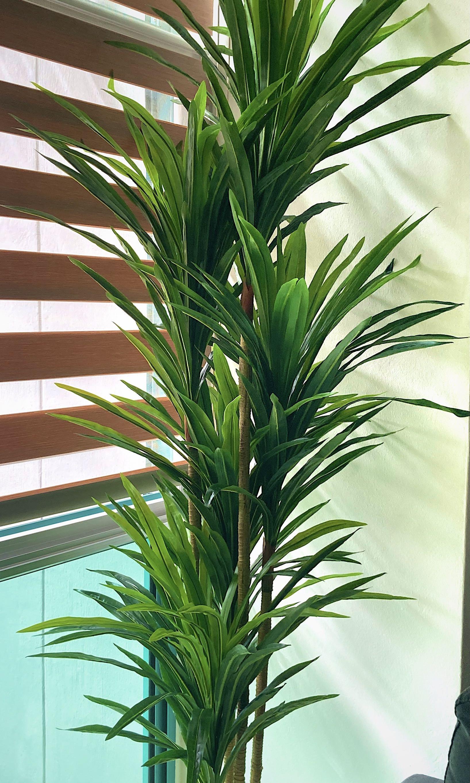 Artificial 1.8m Dracaena Plant, Furniture & Home Living, Home Decor
