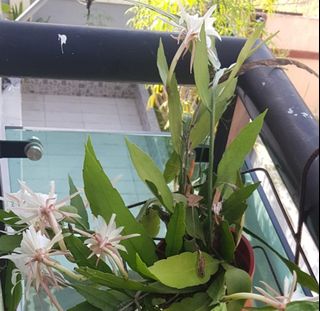 (Category: ) located in . Submitted by yuniyusoff (Listing ID 1081850894, Image 1). Description: .