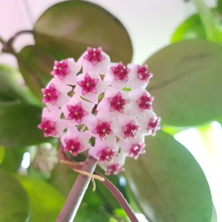 (Category: ) located in . Submitted by puipuiplants (Listing ID 1081917006, Image 1). Description: .
