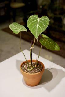 Philodendron Gloriosum