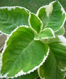 Variegated Indian Borage Plant - Herb