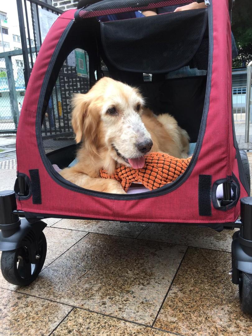大型狗年老傷殘犬外出用車可以帶不能走路狗狗去街 寵物用品 寵物家品及其他 Carousell