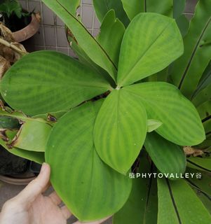 （分類：）位於 。 由 humix 提交（商品編號 1082206948，圖片 1）。簡介： 。