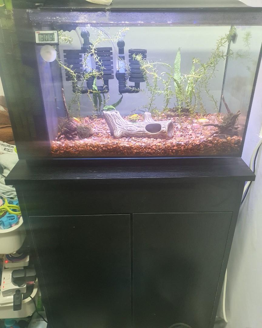 Fluval Evo Aquarium Kit 13.5 Gal 52 L Black Pet Supplies Homes
