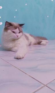 Pacak kucing ragdoll