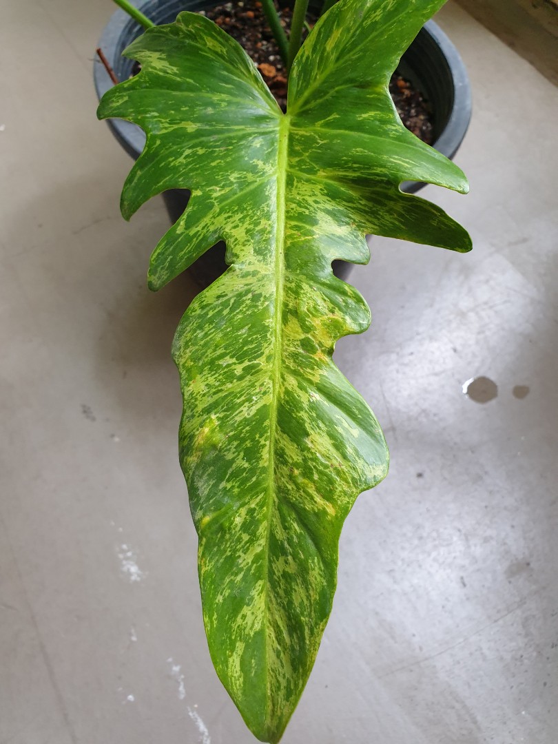 Philodendron Golden Dragon Variegated Furniture Home Living Gardening Plants Seeds On Carousell