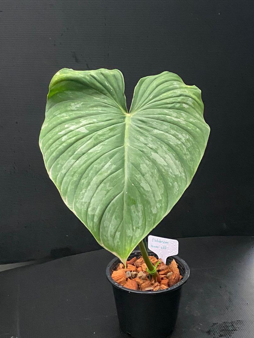 Philodendron Mamei Aff Furniture Home Living Gardening Plants Seeds On Carousell