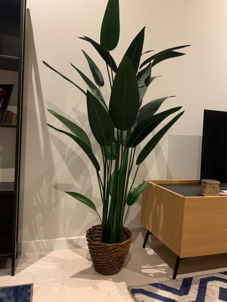 Pokok Skybird Rattan Basket Home Furniture Home Decor On Carousell