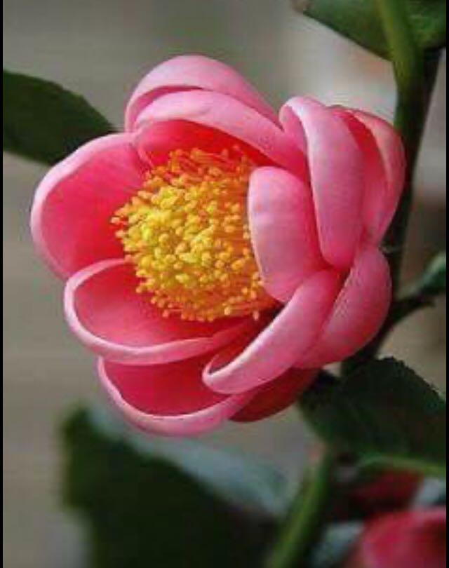 Pokok Tropical Camelia Home Furniture Gardening On Carousell