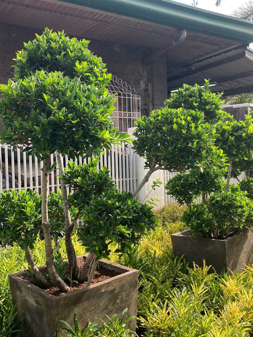 topiary ficus floridana, Furniture & Home Living, Gardening, Plants