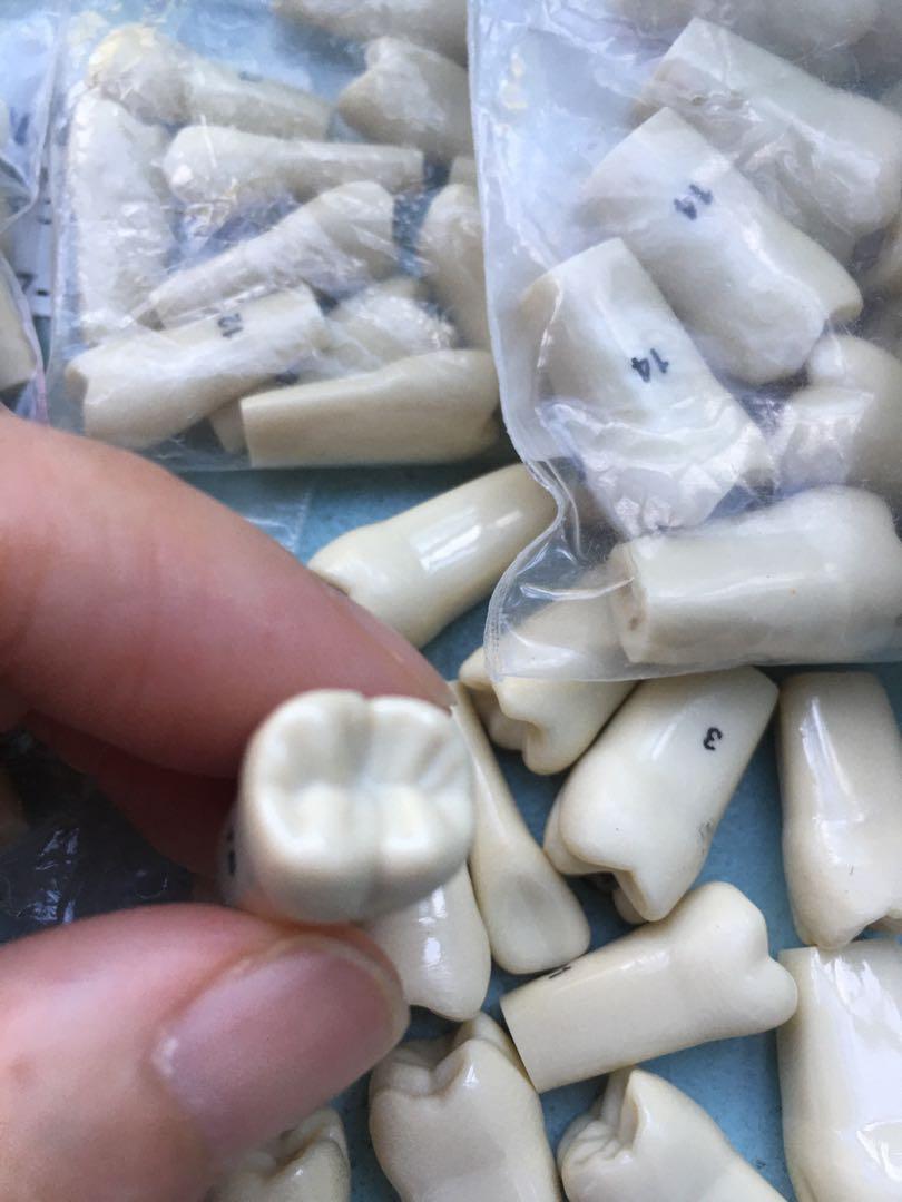 Typodont teeth (Category: Medical Supplies & Tools) located in San Juan City. Submitted by iambernie (Listing ID 1082216958, Image 2). Description: Extra typodont teeth for dental students practicing resto and prostho procedures Extras from US dental board exams 50 pcs molars 28 pcs premolars 19 pcs anteriors .