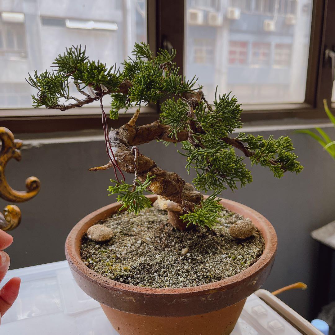 メール便無料 真柏 シンパク 素材 盆栽 小品盆栽 インテリア bonsai ...