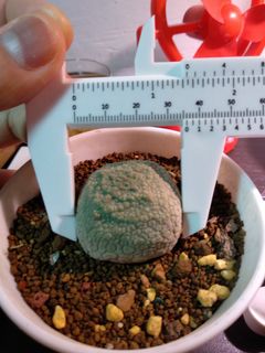 （分類：）位於 。 由 been6224 提交（商品編號 1082369657，圖片 1）。簡介： 。
