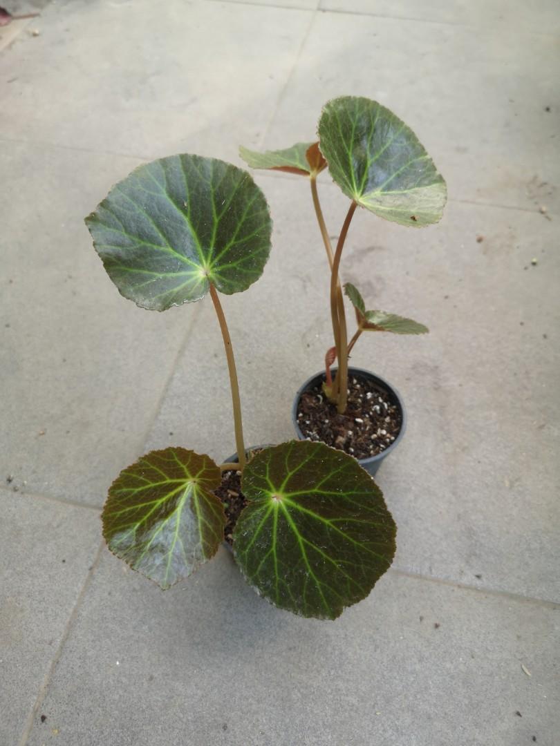 Begonia U514 Furniture Home Living Gardening Plants Seeds On Carousell Begonia U514 Furniture Home Living Gardening Plants Seeds On Carousell