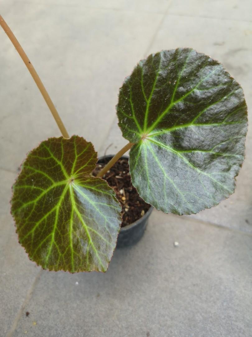 Begonia U514 Furniture Home Living Gardening Plants Seeds On Carousell Begonia U514 Furniture Home Living Gardening Plants Seeds On Carousell