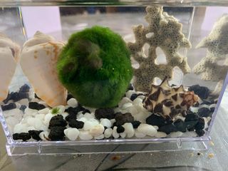 (Category: ) located in . Submitted by celestiallife (Listing ID 1082242322, Image 1). Description: .