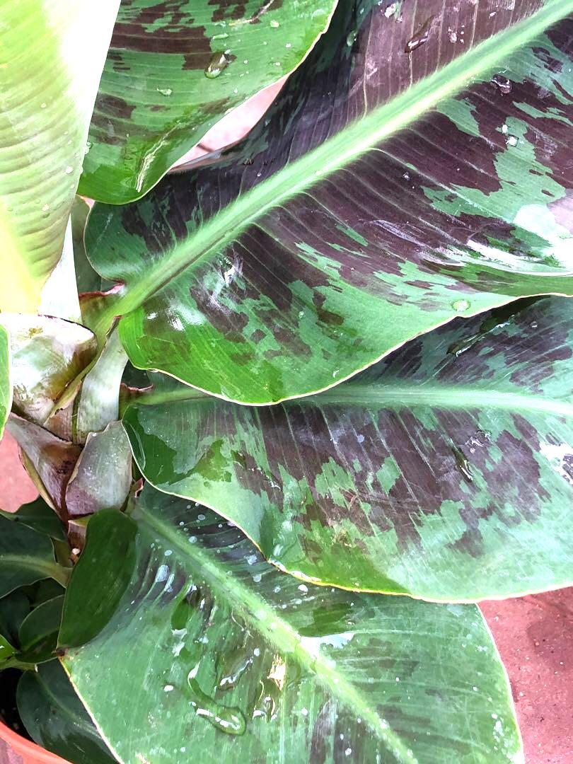 Musa Zebrina Dwarf Variegated Banana Red Slash, Furniture & Home Living ...