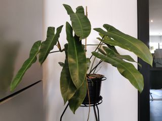(Category: ) located in . Submitted by chvchv (Listing ID 1082330391, Image 1). Description: .