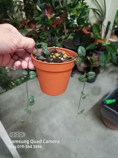 (Category: ) located in . Submitted by littlegreencorner (Listing ID 1082377133, Image 1). Description: .