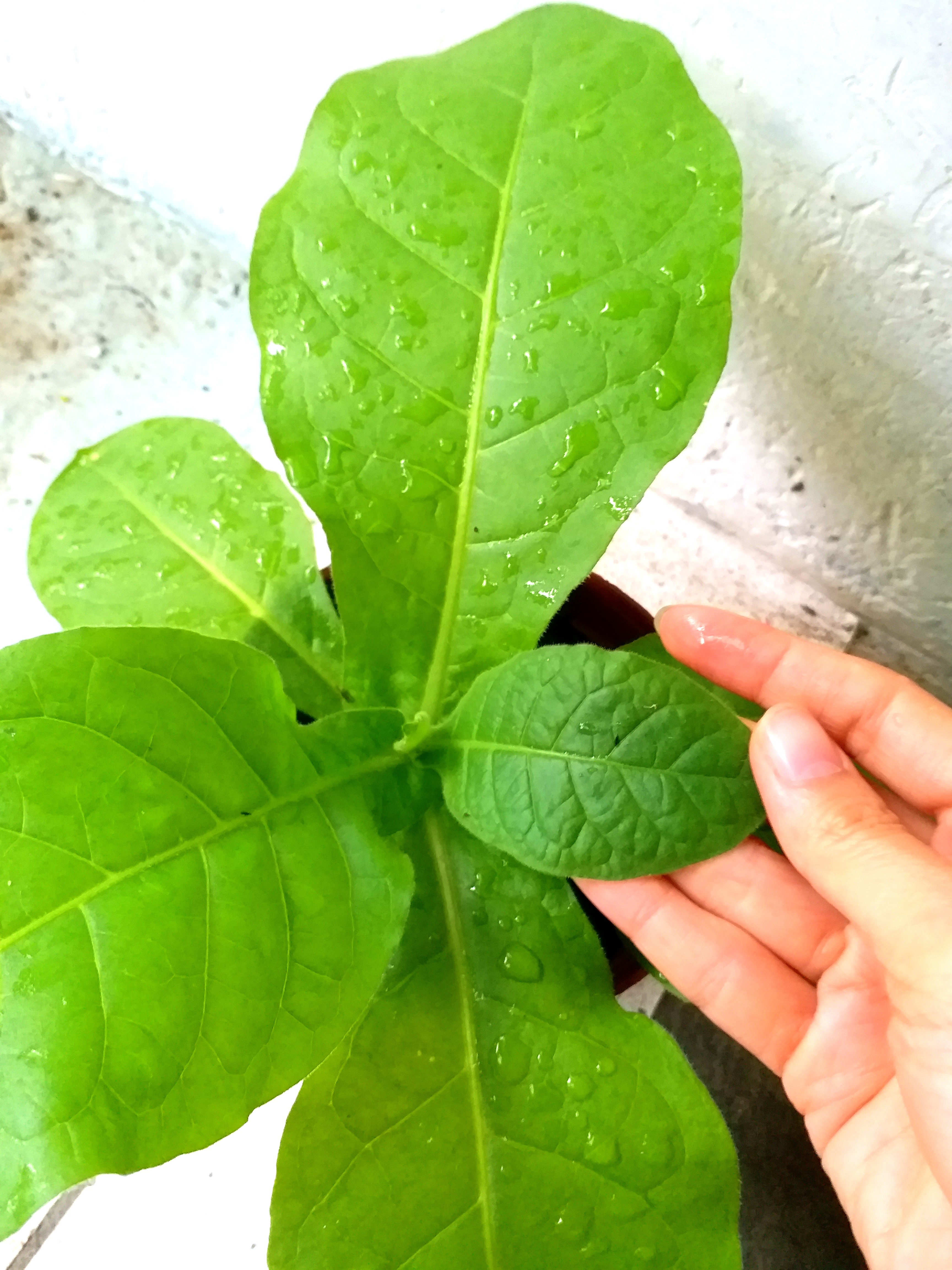 驅蚊植物大葉可製天然殺蟲藥蚊蟲會開花盆栽mosquitoes Plant Bugs Pink Flower 傢俬 家居 園藝 植物及種子on Carousell