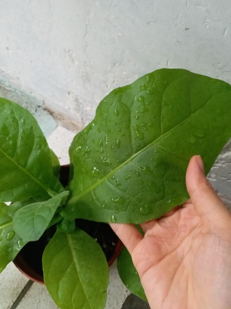 驅蚊植物大葉可製天然殺蟲藥蚊蟲會開花盆栽mosquitoes Plant Bugs Pink Flower 傢俬 家居 園藝 植物及種子on Carousell