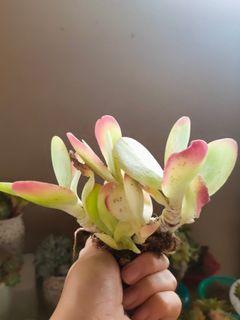 唐印 succulents