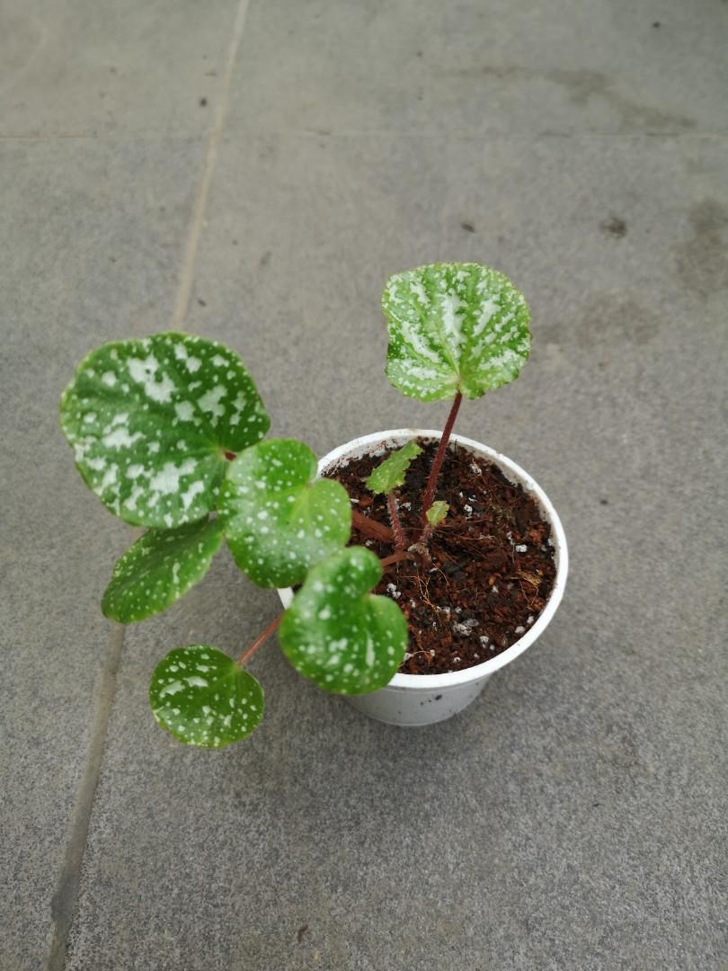 Begonia Sp Furniture Home Living Gardening Plants Seeds On Carousell Begonia Sp Furniture Home Living Gardening Plants Seeds On Carousell