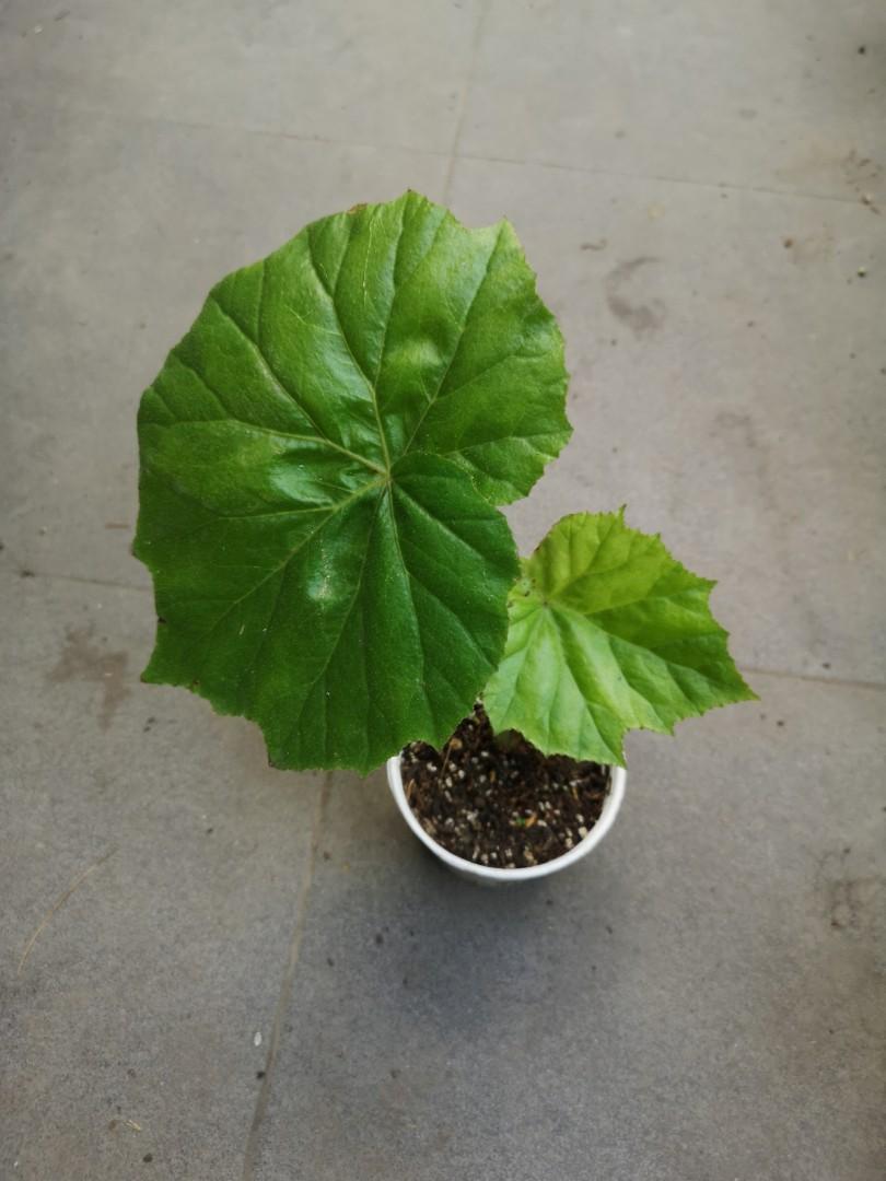 Begonia U025 Furniture Home Living Gardening Plants Seeds On Carousell Begonia U025 Furniture Home Living Gardening Plants Seeds On Carousell