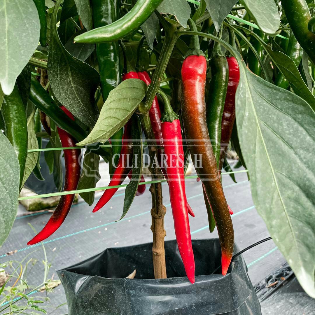 Cili merah besar / cili kulai cili hybrid 461, Food u0026 Drinks, Food 