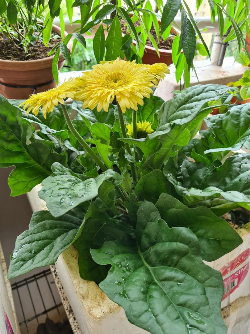 Gerbera Plant, Furniture & Home Living, Gardening, Plants & Seeds on ...