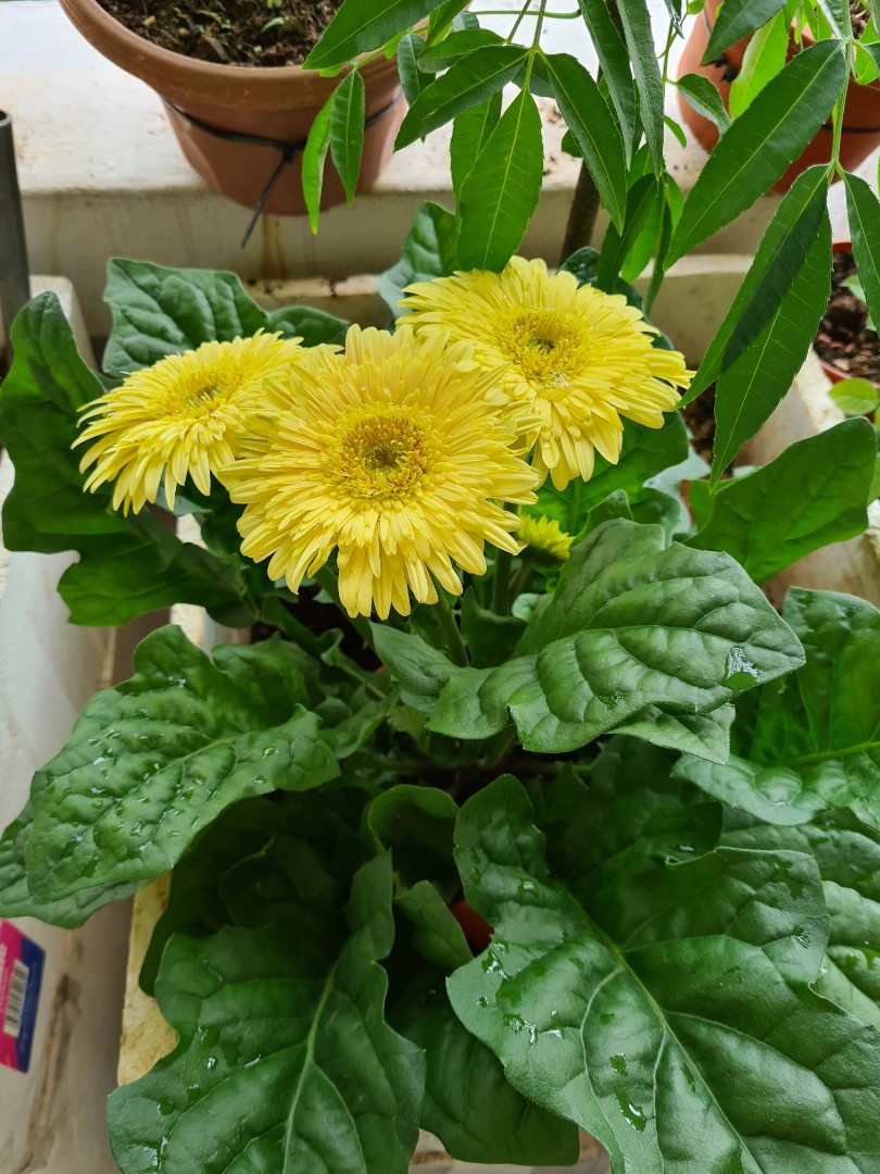 Gerbera Plant, Furniture & Home Living, Gardening, Plants & Seeds on ...