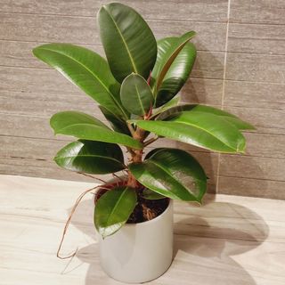 （分類：）位於 。 由 aveiuhc 提交（商品編號 1082590673，圖片 1）。簡介： 。