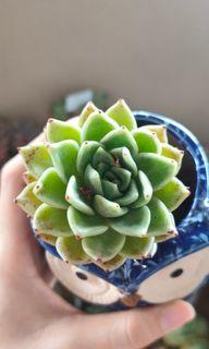 Succulents