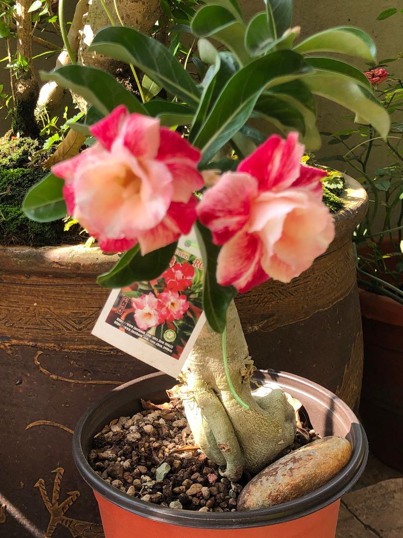 Taiwan Adenium 火麒麟fire Unicorn Furniture Home Living Gardening Plants Seeds On Carousell