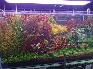 (Category: ) located in . Submitted by kendrick8055 (Listing ID 1079086345, Image 1). Description: .