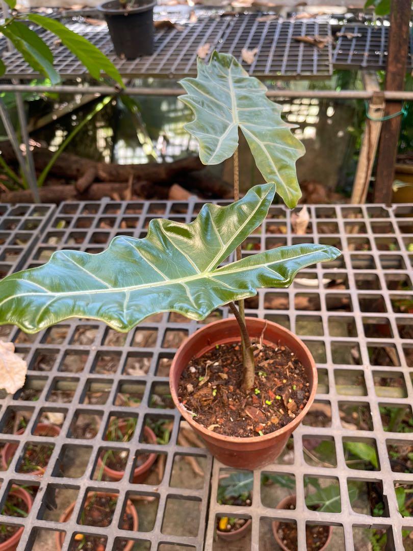 Alocasia Sarian, Furniture & Home Living, Gardening, Plants & Seeds on