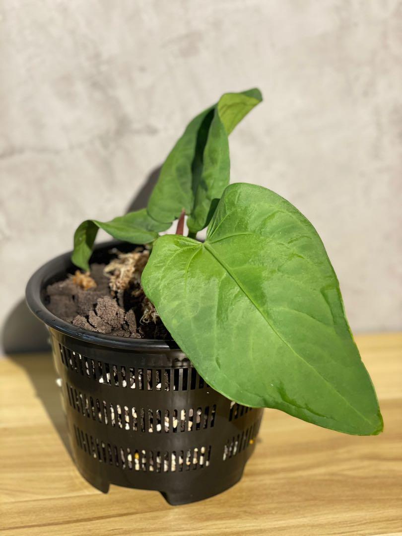 Anthurium Pulcachense, Furniture & Home Living, Gardening, Plants