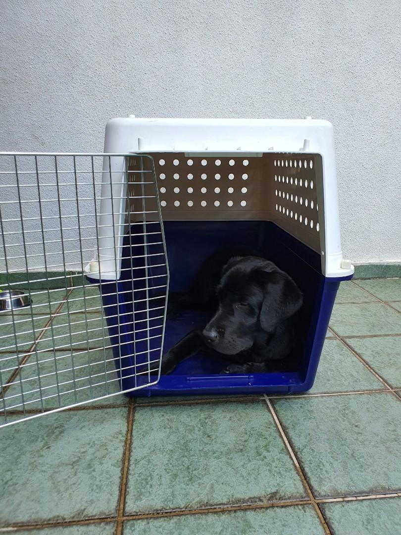 Dog crate PP50 for mediumsized dogs, Pet Supplies, Homes & Other Pet Accessories on Carousell