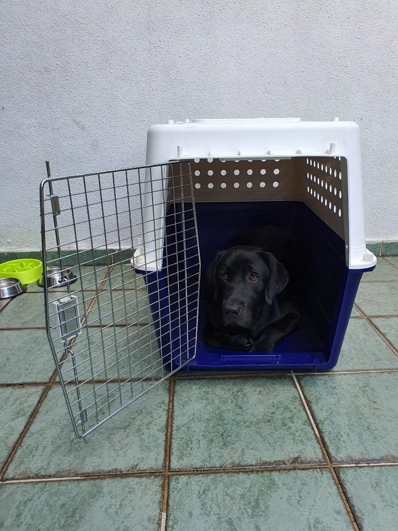 Dog crate PP50 for mediumsized dogs, Pet Supplies, Homes & Other Pet Accessories on Carousell