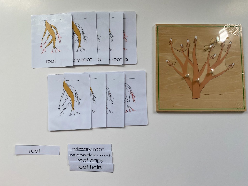 Montessori Elementary - All about ROOTS Package - Knobbed puzzle / 3 ...