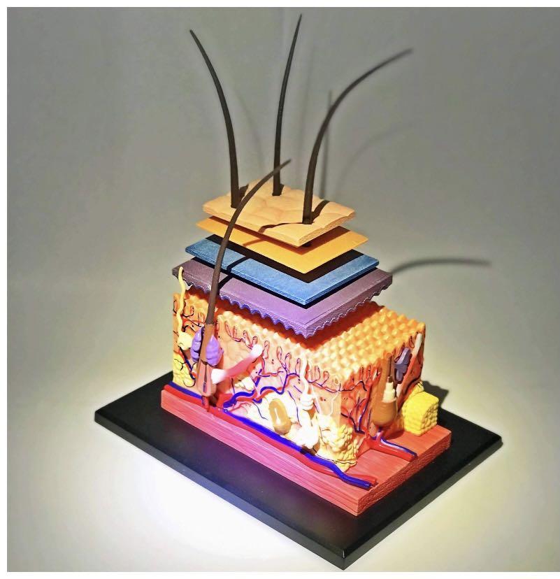 Skin Anatomy Model, Hobbies & Toys, Toys & Games on Carousell